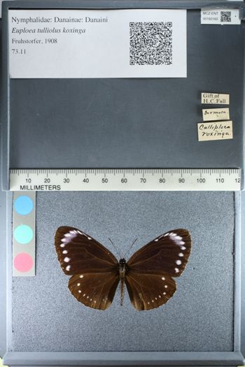 Media type: image;   Entomology 160160